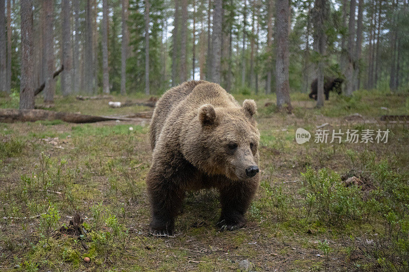 一只非常近距离的雄性熊在芬兰北部的森林附近的锦湖广角拍摄