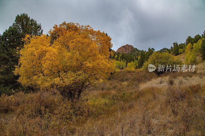 秋天的橙色和黄色在派克峰国家森林美国科罗拉多州