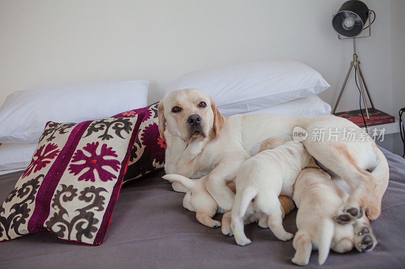 母亲拉布拉多猎犬喂养她的小狗