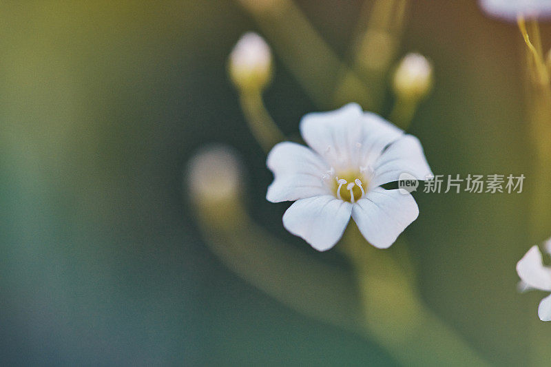 Gypsophila植物正在开花