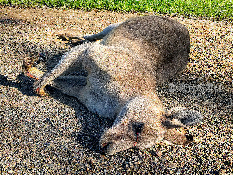 东部灰袋鼠死了