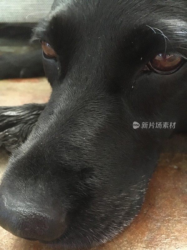 一天生活中的一条高级狗，黑色拉布拉多