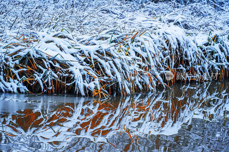 湖，河，树枝，树，森林，光孤立，绿色，葱郁，冬天，雪，冷，冻，冻