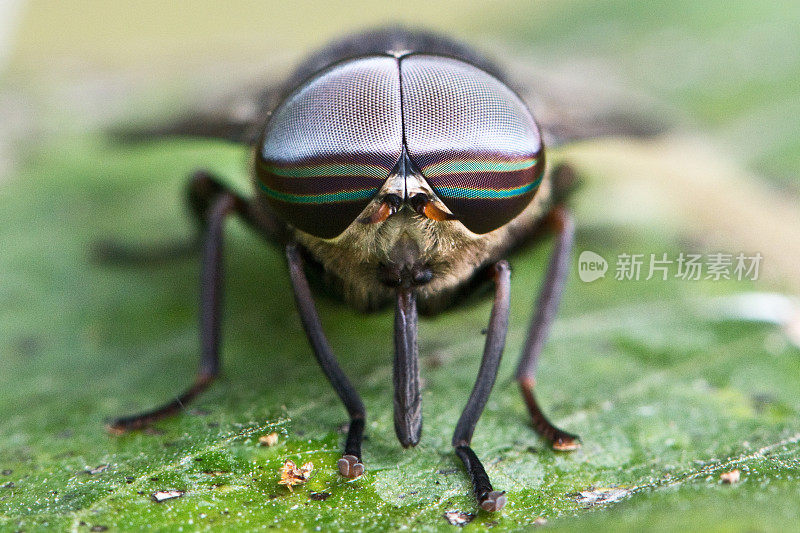 常见家蝇-昆虫复眼-显微摄影