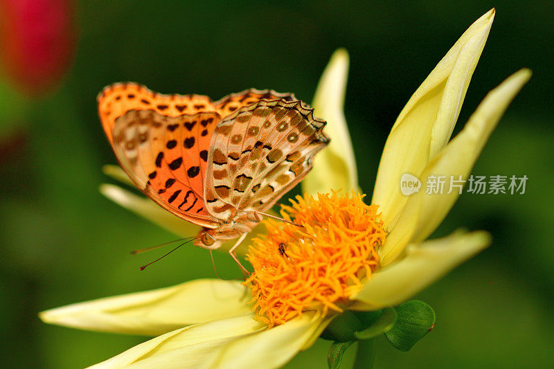 大丽花与蝴蝶(贝母)