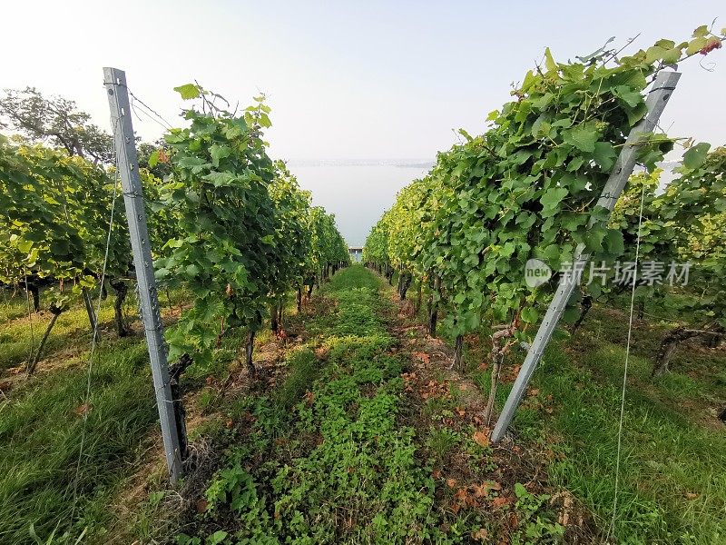 中心视图进入葡萄酒种植区与水在消失点在康斯坦茨湖