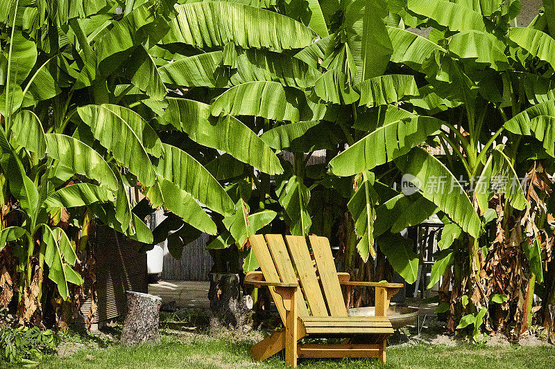 棕榈树下的木椅