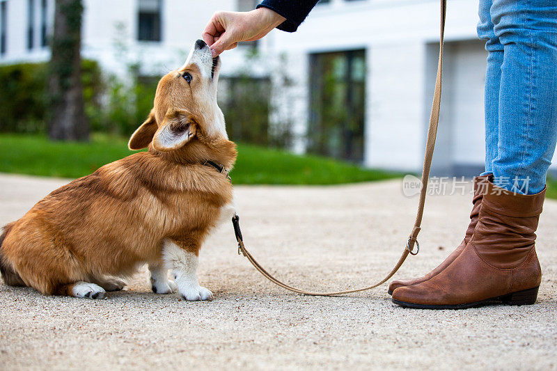 犬类训练:柯基犬会得到奖励