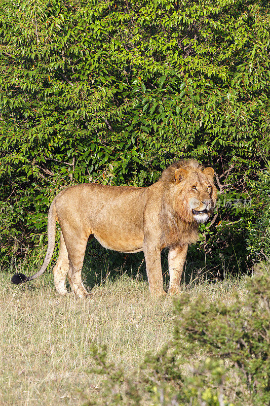 马赛马拉大草原上的雄性大狮子