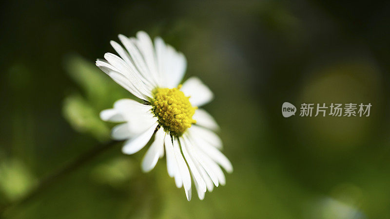 雏菊花