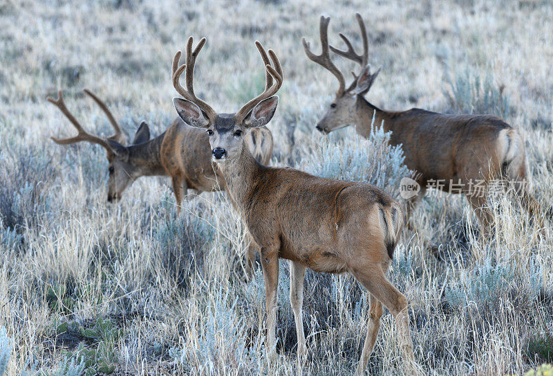 雄骡鹿，科罗拉多州