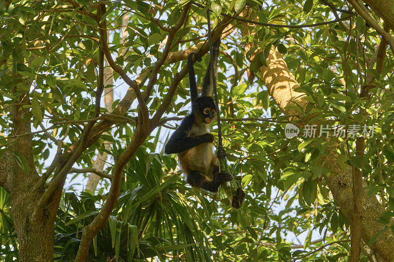 卡曼湖附近尤卡坦半岛仙喀安生物圈保护区的野生蜘蛛猴