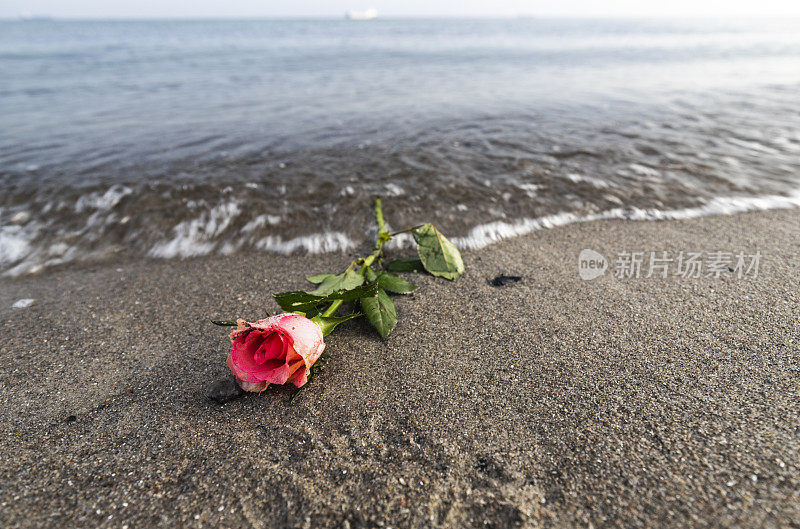 海滩上的玫瑰。