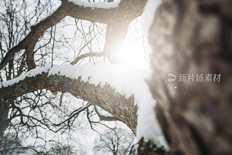 冬天的景色有白雪皑皑的树木和阳光