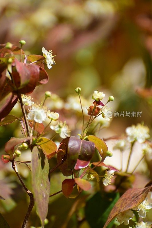 开花的皮坦加或苏里南樱桃