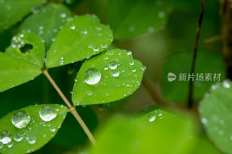 绿色的玉米叶子和雨滴