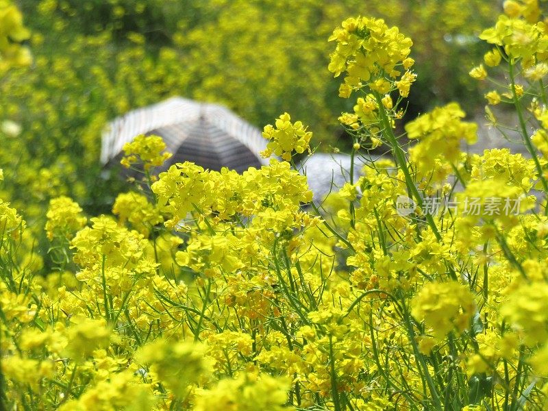 日本。3月。油菜花里的伞。春天的模式。