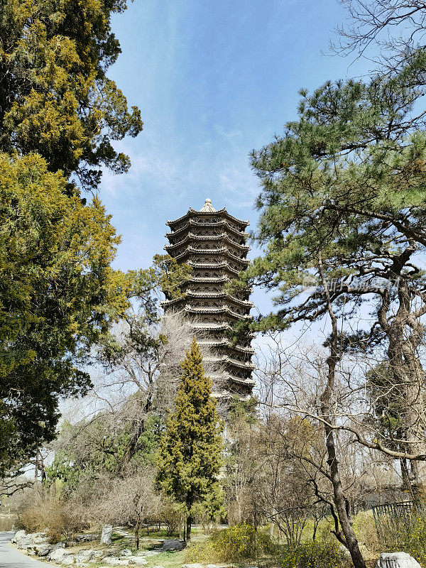 博雅塔后树，北京大学