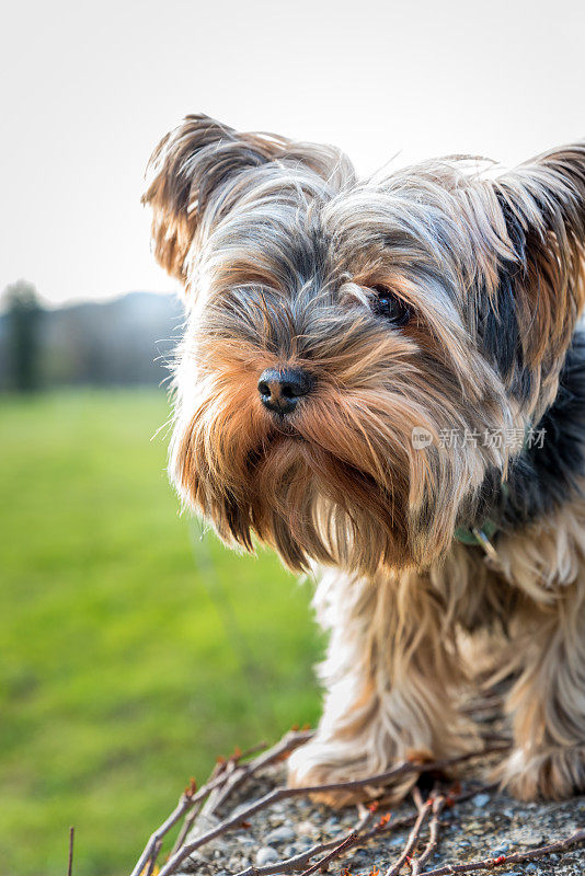 可爱的约克郡犬