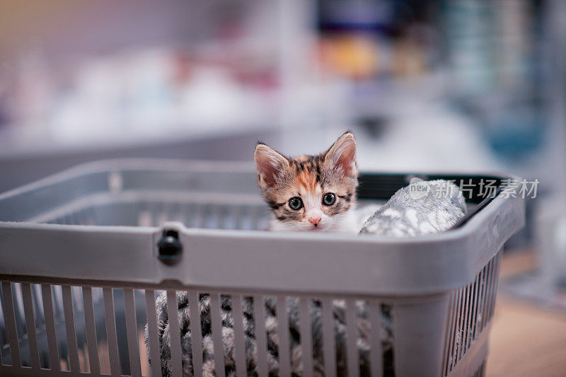 可爱的小猫在篮子里看着相机