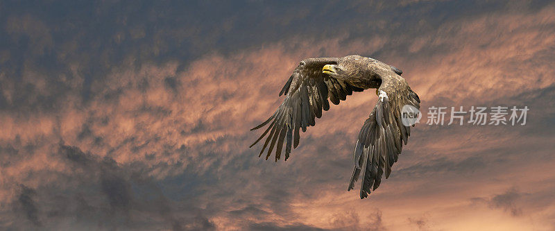 欧洲海鹰在令人印象深刻的蓝色和红色的天空中飞翔。飞行中的猛禽。在狩猎时飞行的猛禽。社交媒体，网络横幅封面