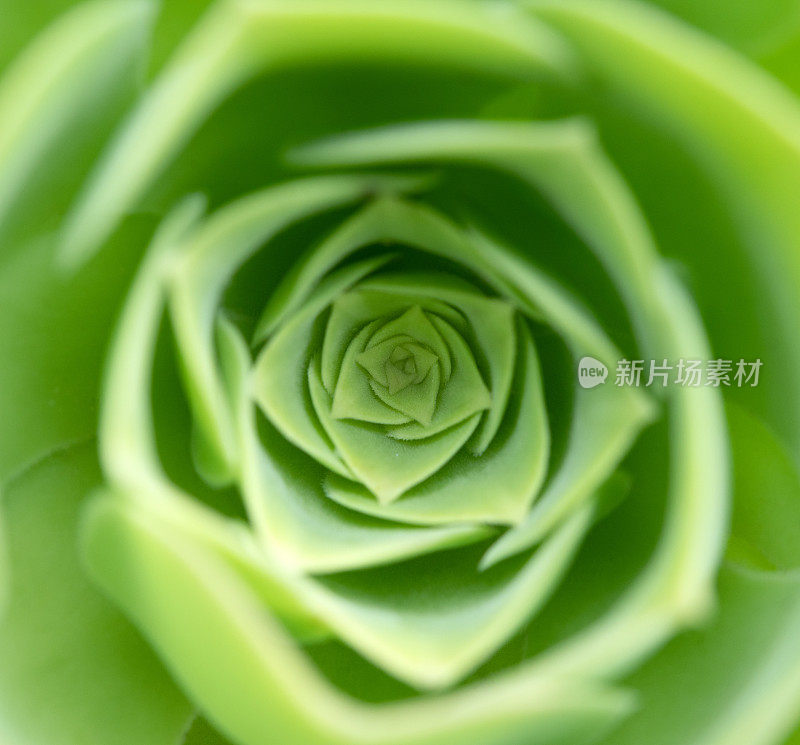 雄蕊的Aeonium