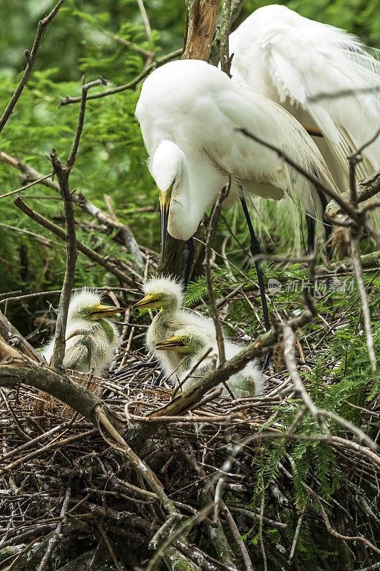 三只大白白鹭幼崽在等待妈妈给它们喂食