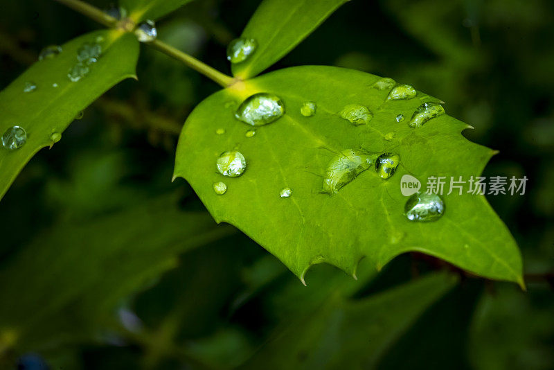 叶子与雨滴