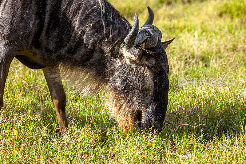 坦桑尼亚马赛马拉国家保护区的角马
