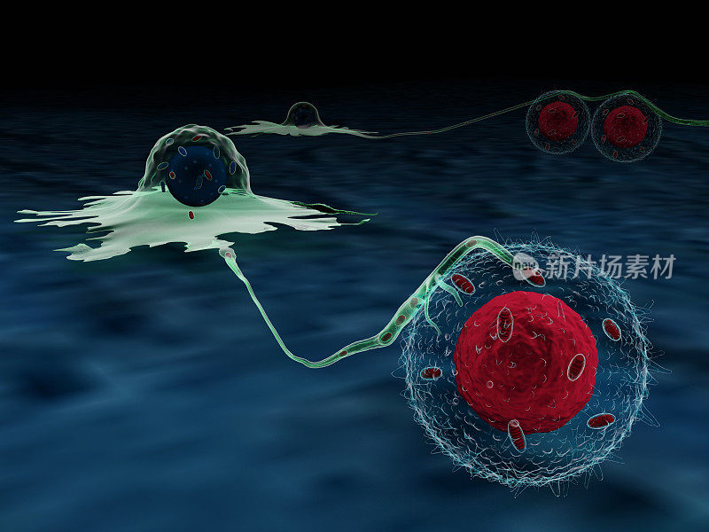 癌细胞通过纳米管劫持T细胞线粒体