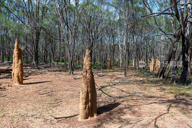 白蚁丘，澳大利亚北领地