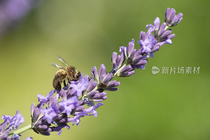 蜜蜂在薰衣草花柱上