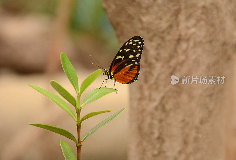 老虎longwing蝴蝶