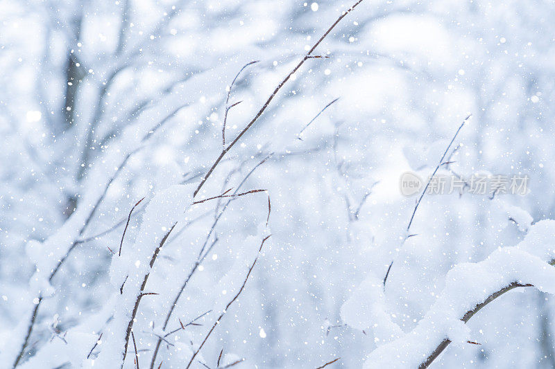 冬天的场景-白桦树的树枝上覆盖着一层雪。森林里的冬天