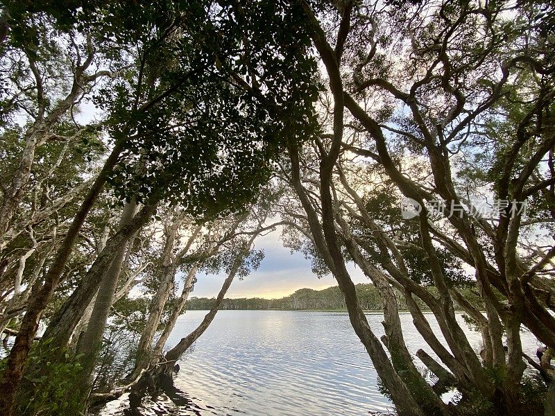 平静的湖水穿过茶树