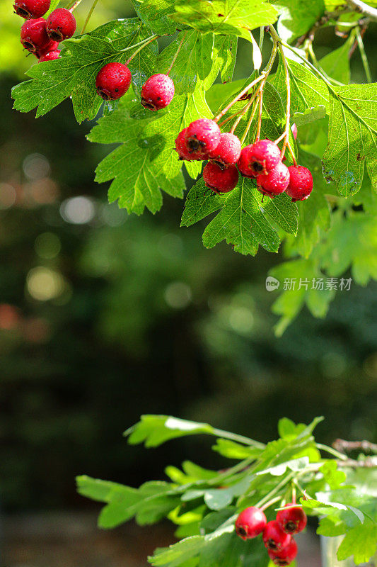 山楂灌木树枝的特写图像与一簇簇红山楂(浆果)，花园背景，聚焦前景