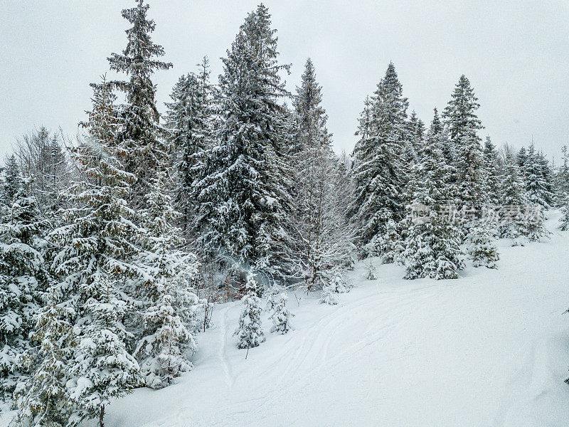 冬天的风景在雾与雪和树枝覆盖着白霜和冰冻的雪。高质量的照片