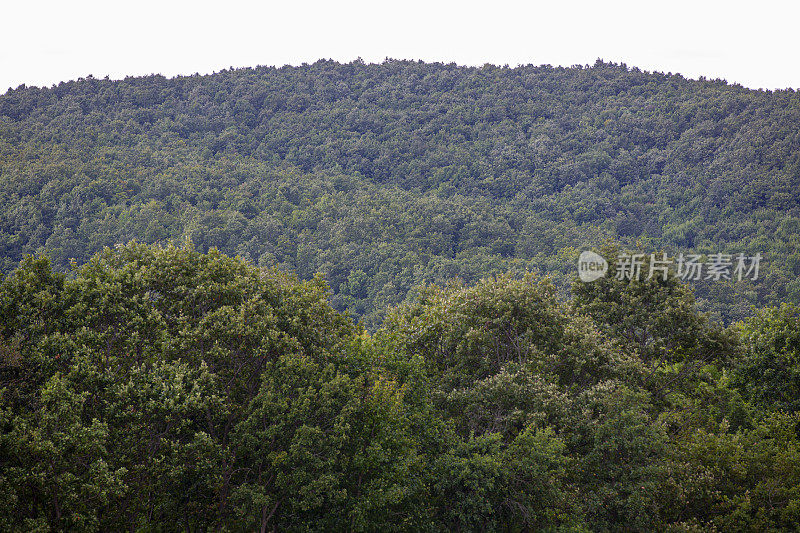 山坡上的常绿森林