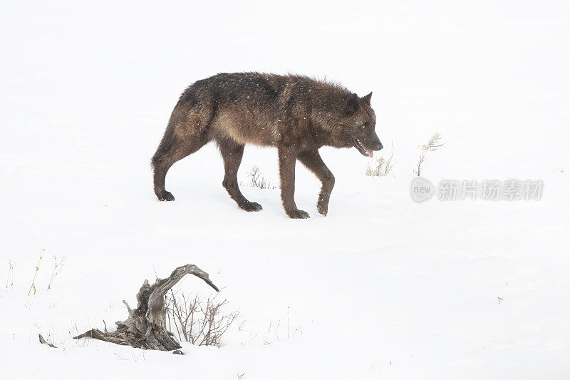 狼独自在雪地里快速行走