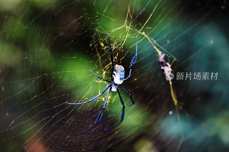 一个阳光明媚的夏日，金球蜘蛛在她的网上