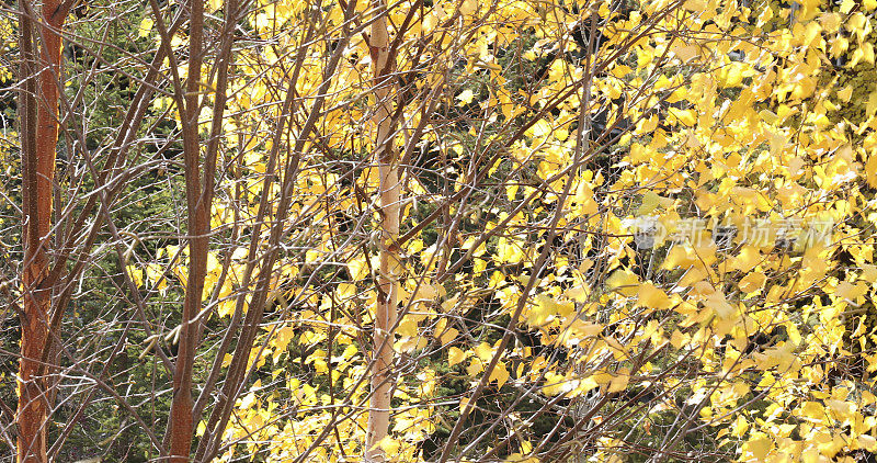 风景白杨树的枝头，在秋天