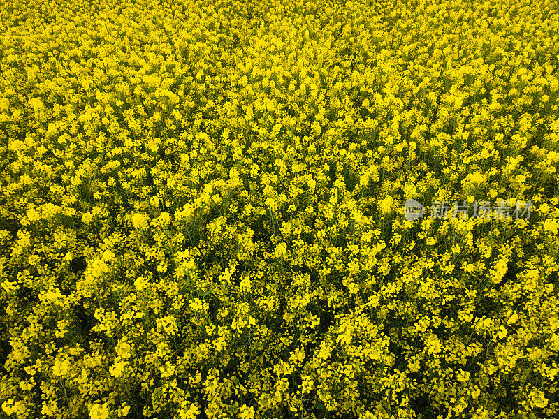 在油菜籽田里的油菜籽花的无人机视图。油菜领域