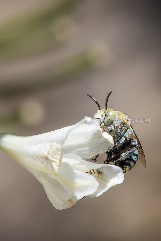 蓝带蜜蜂(Amegilla)