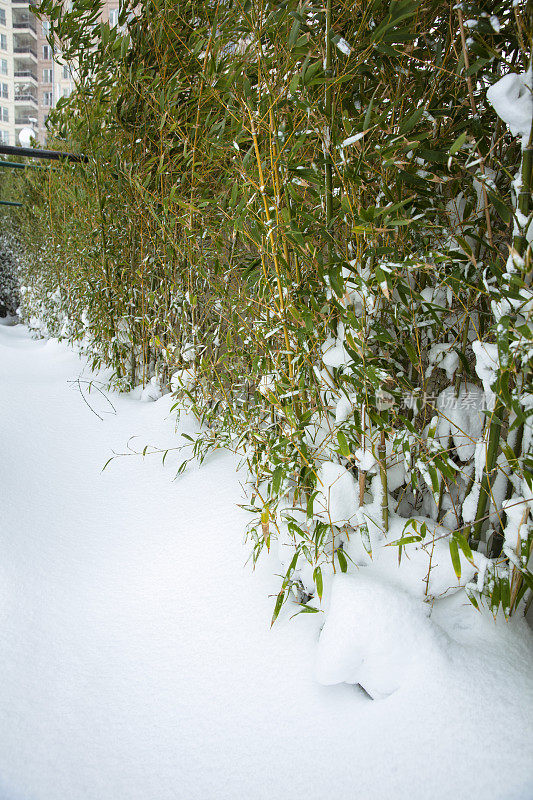 冬季风景与沿海芦苇白色的雪