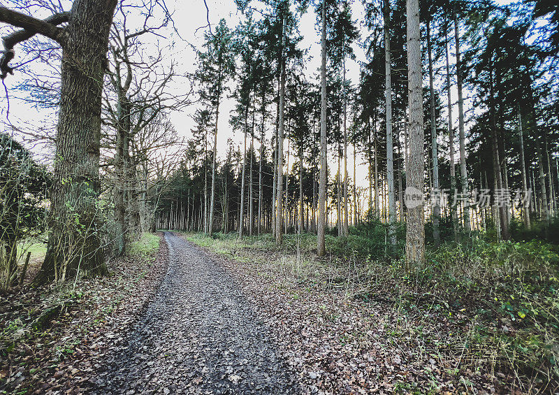 冬天穿过德国森林的一条小路。