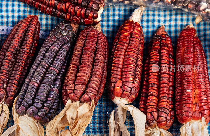 色彩鲜艳的本地红色和蓝色玉米，产自墨西哥中部