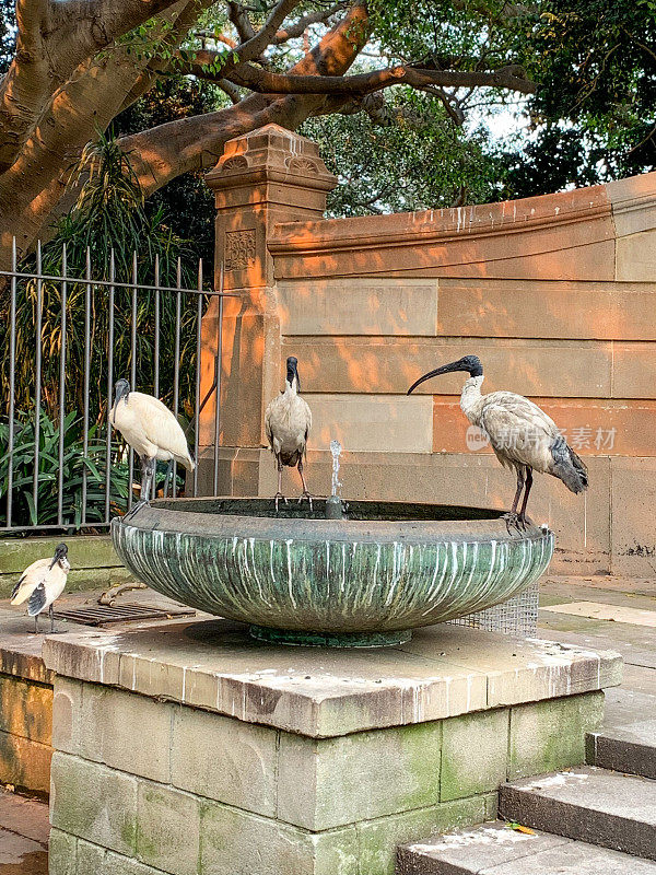 澳大利亚悉尼皇家植物园中的澳大利亚白鹮