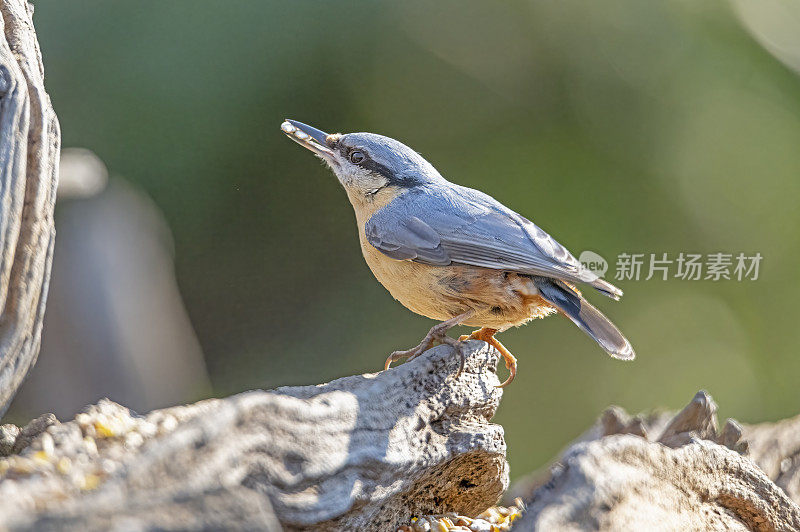 以圆木为食的无尾鸟