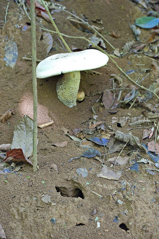 切叶蚁巢和食用菌，哥斯达黎加