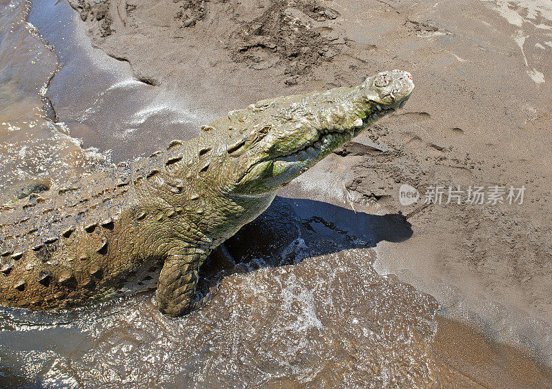 鳄鱼从水中爬出来，塔科勒斯河，尼科亚湾，哥斯达黎加